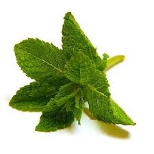 Menta