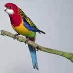 Papagal colorat