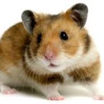 Hamsteri
