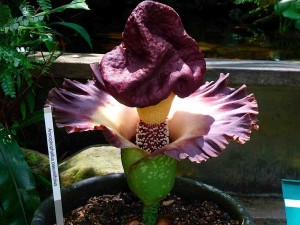 floarea elephant foot yam