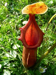 floarea nepenthes