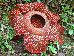 Rafflesia Arnoldis