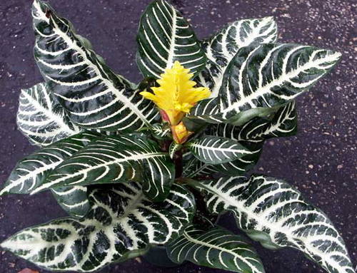 afelandra2