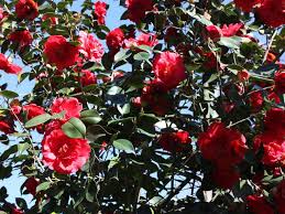 images-26