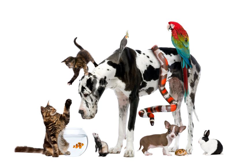 Top5 Animalute Ideale Pentru Copilul Tau