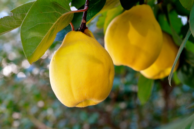 Gutuile – Fructele delicioase ale toamnei