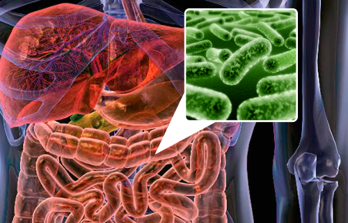 Alimentele care iti repopuleaza flora intestinala