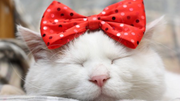 Ce trebuie sa stii inainte de a adopta un animal de companie