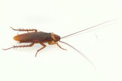 Gandacii de bucatarie. Ce trebuie sa stii de ei si cum scapi de ei?