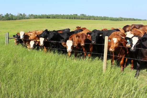 Este periculos gardul electric pentru animale? Care este modul de funcționare al acestuia?