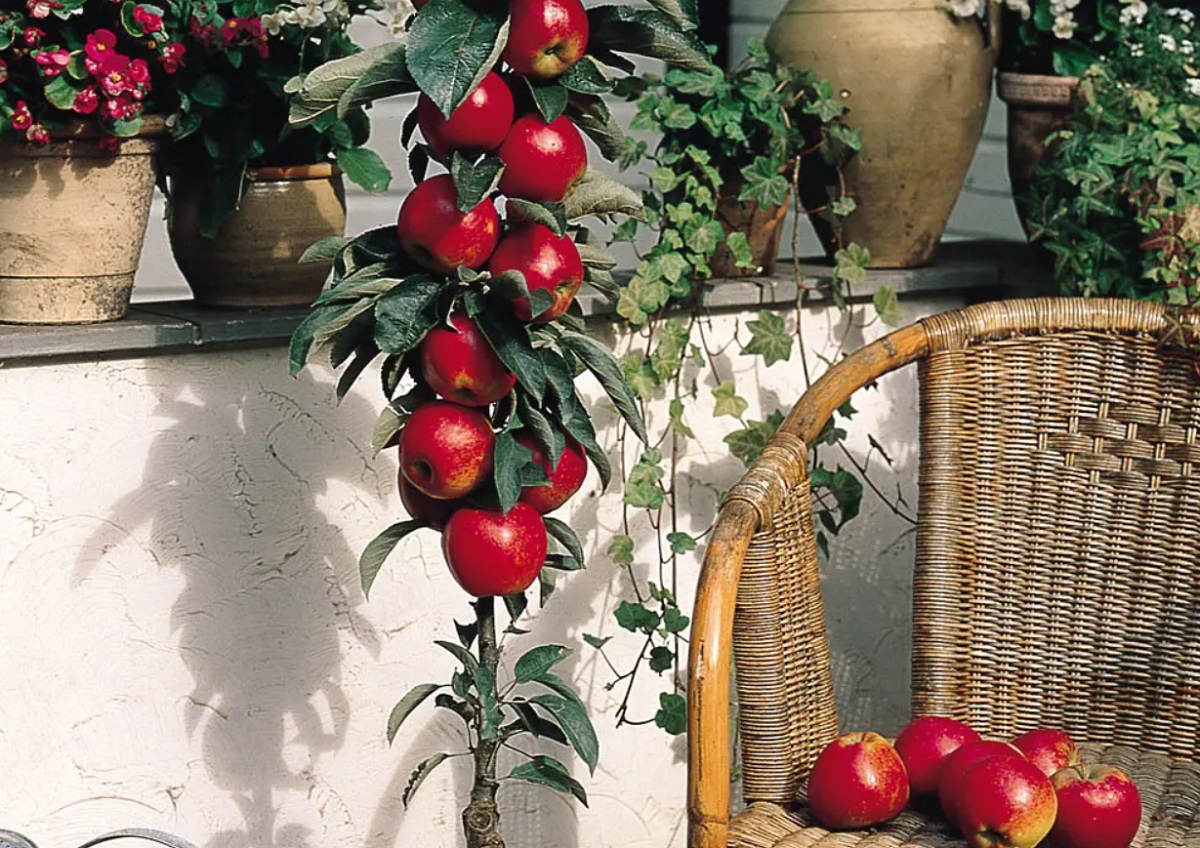 Pomi columnari fructiferi – fructe proaspete si delicioase la tine acasa!