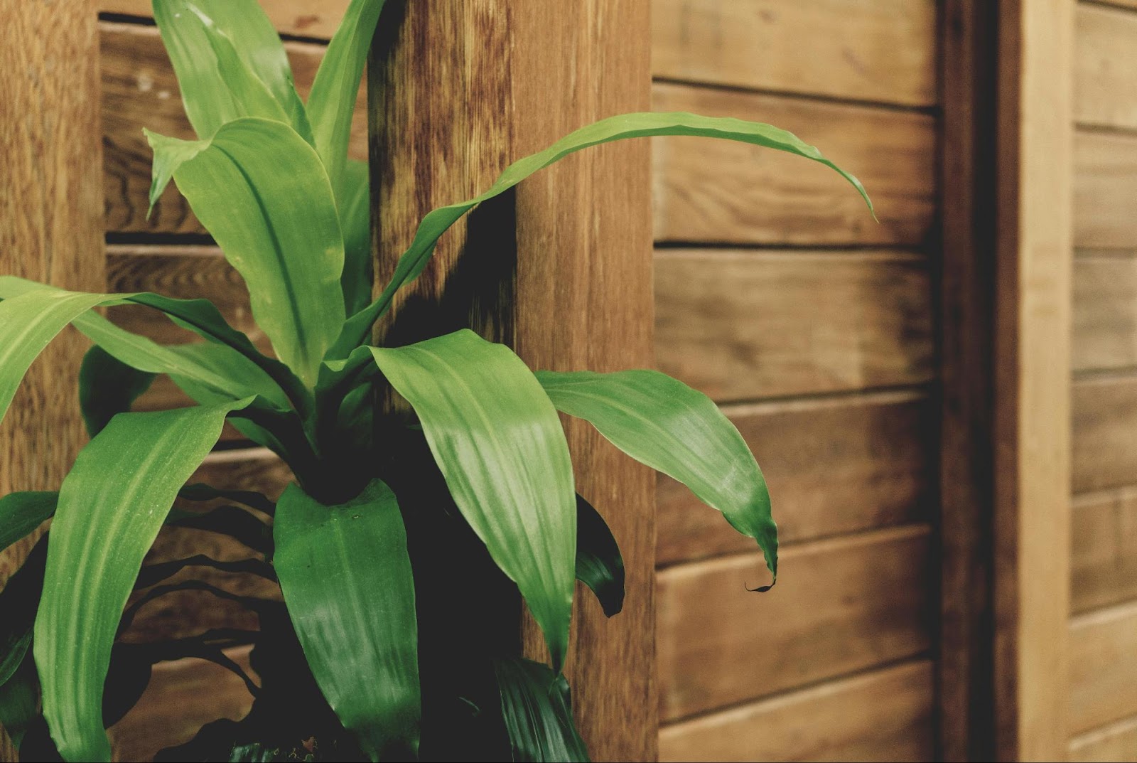 Idei de cadouri verzi pentru o casă nouă: De ce să alegi o plantă Dracaena