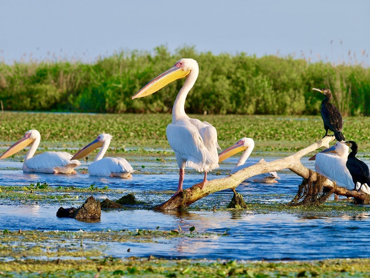 Bucurati-va de Liniste si Natura cu Cazarea Potrivita in Delta Dunarii