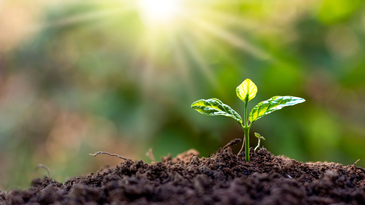 De ce este important cuprul pentru sanatatea plantelor