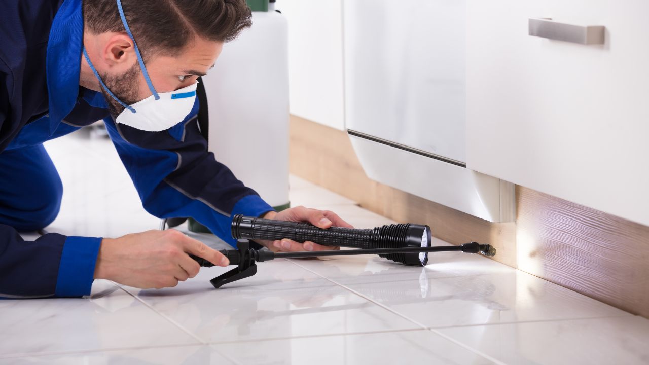 Dezinsecție ecologică: mit sau realitate eficientă?
