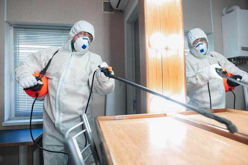 Ai insecte în locuință Iată de ce să nu mai amâni dezinsecția