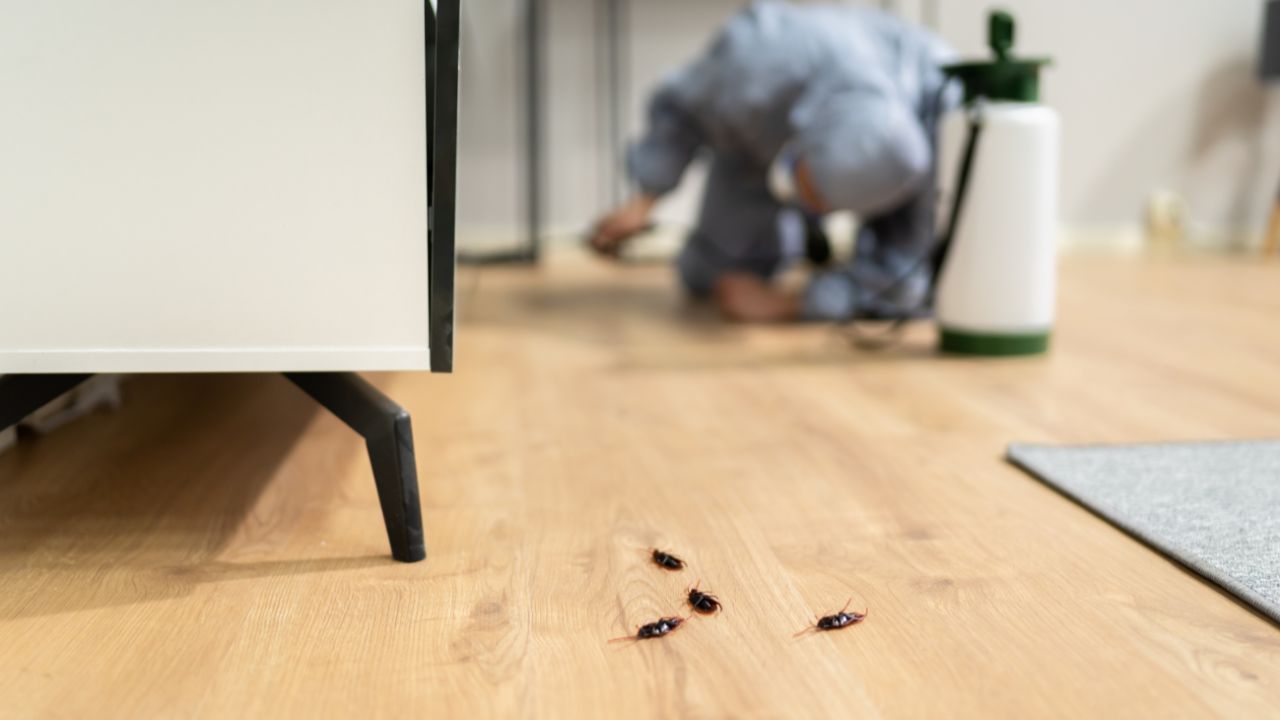 Curiozități despre dezinsecție. Ce trebuie să știi despre insectele dăunătoare și despre soluțiile împotriva lor?
