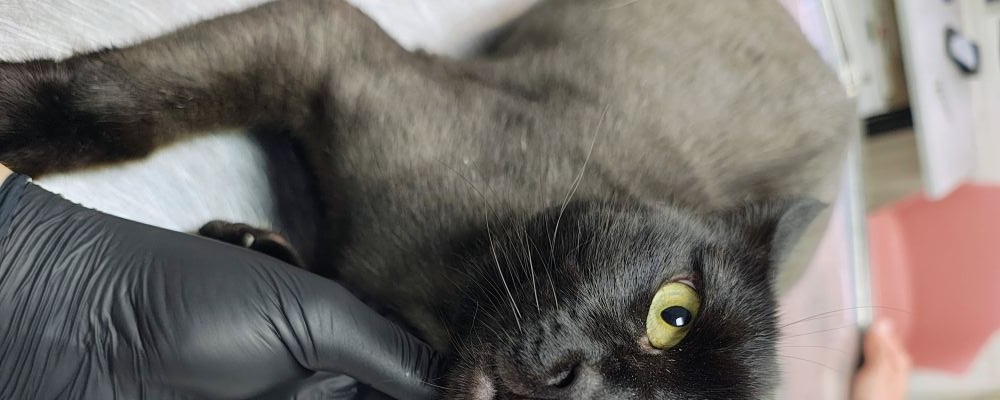 Limbajul pisicilor și al câinilor: ghid de la un cabinet veterinar despre ce încearcă să-ți spună animalul tău